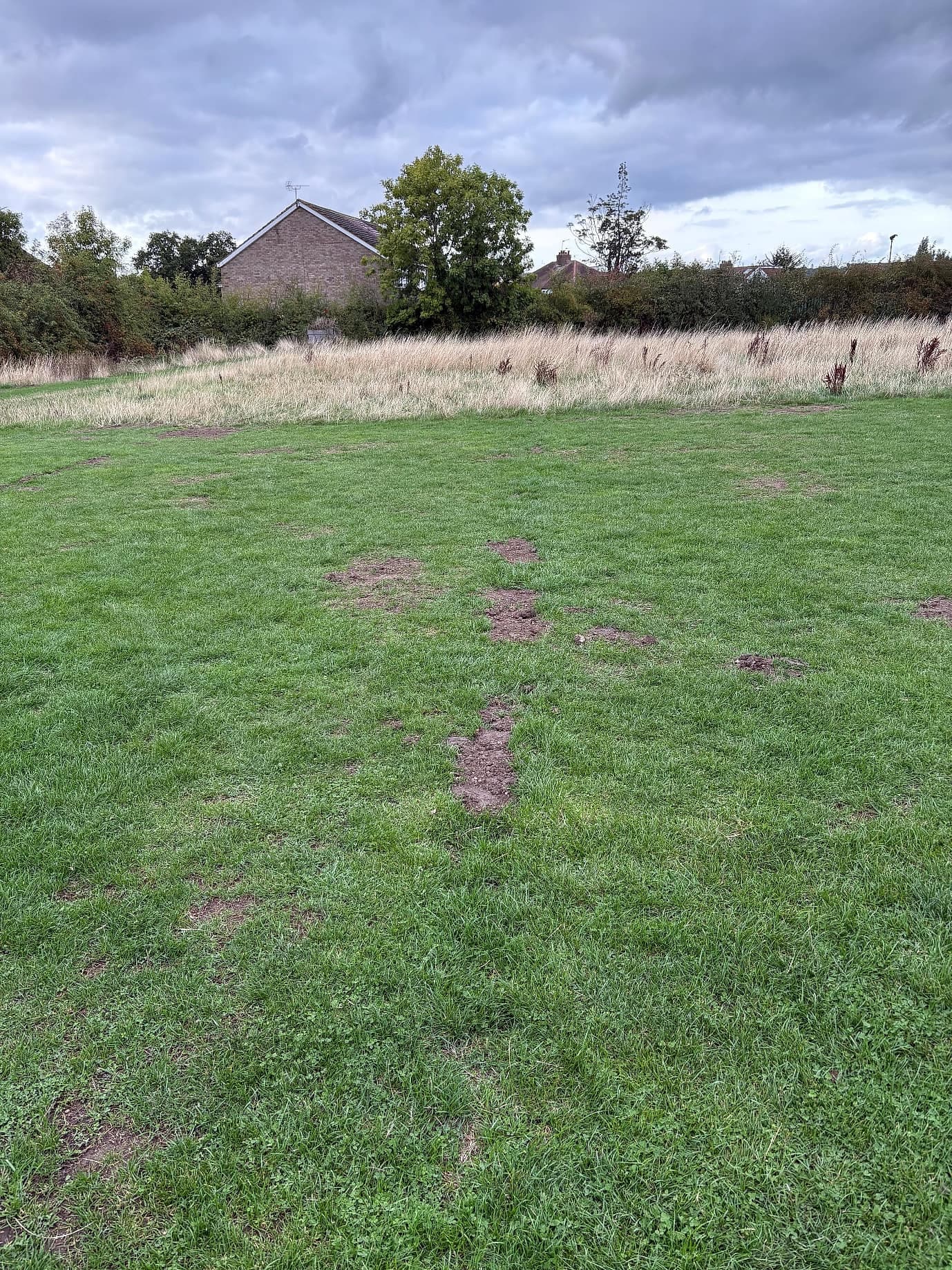 Holes and tracks worn into the grass